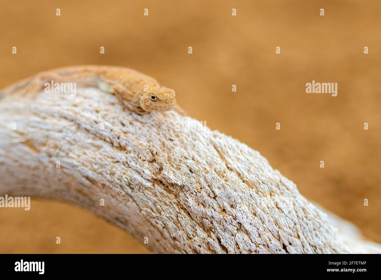 Getupfte krötenköpfige Agama auf einem Schädel oder Knochen. Stockfoto