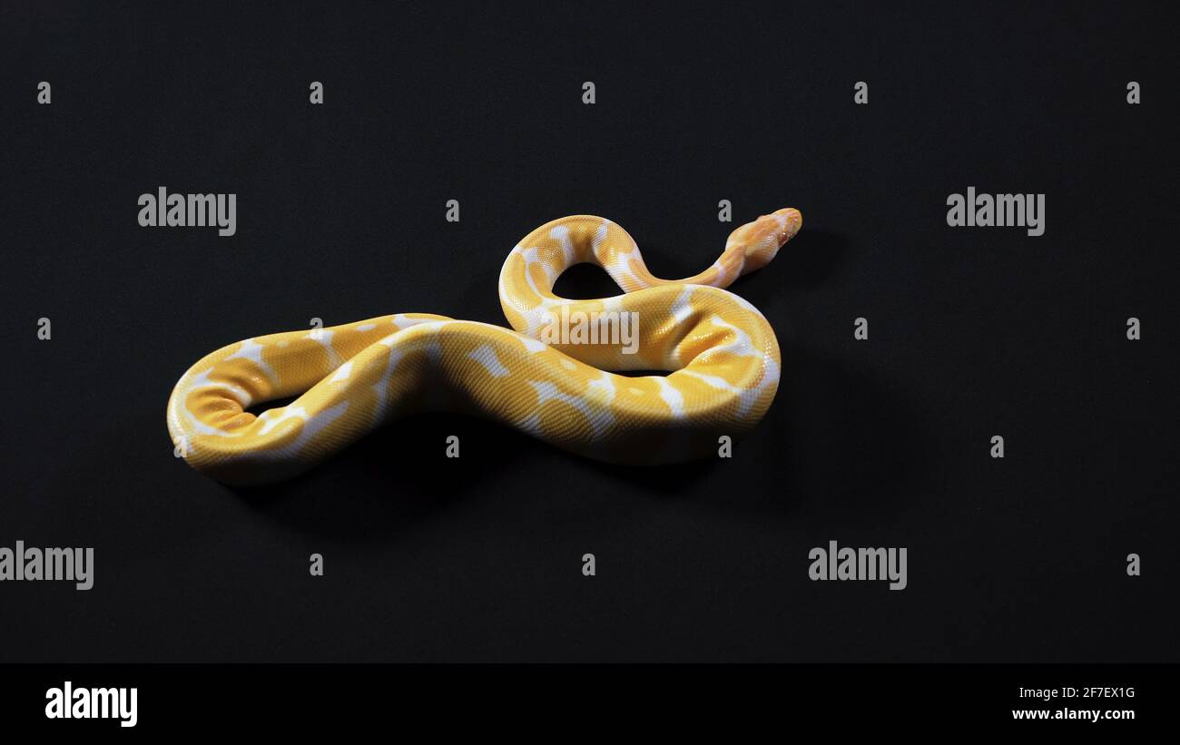Albino-gelbe Python kriecht von links nach rechts Stockfoto