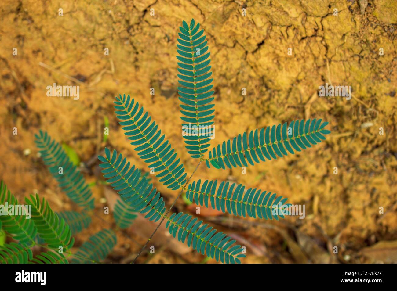 Wildpflanzen können als Unkraut bezeichnet werden. Unkraut sind die unerwünschten Pflanzen, die mit der Kulturpflanze (außer der Hauptpflanze) im Boden angebaut werden. Stockfoto