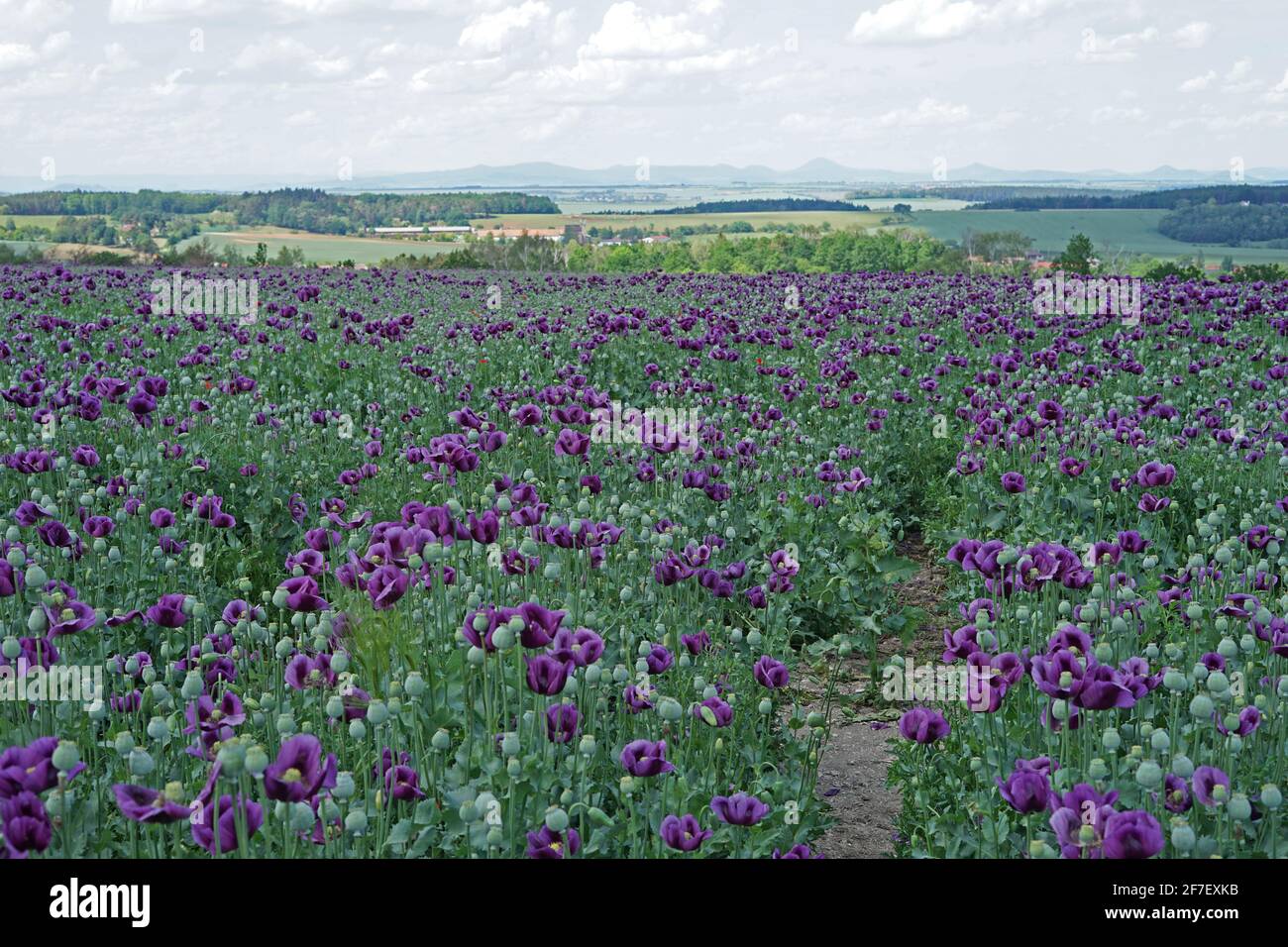 Lila Opiummohn auf blühender Wiese Stockfoto