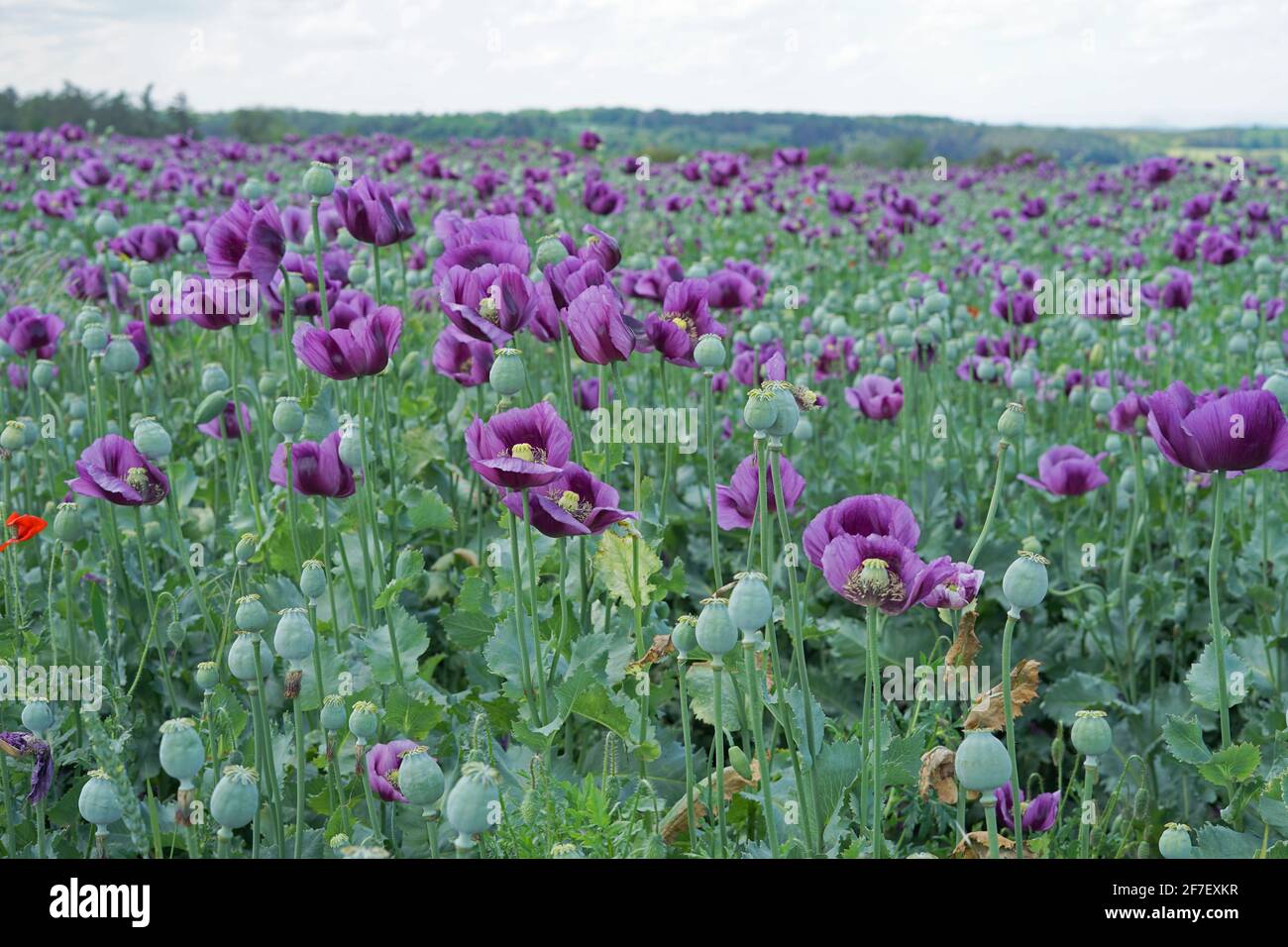 Lila Opiummohn blüht in schöner Farbe Stockfoto