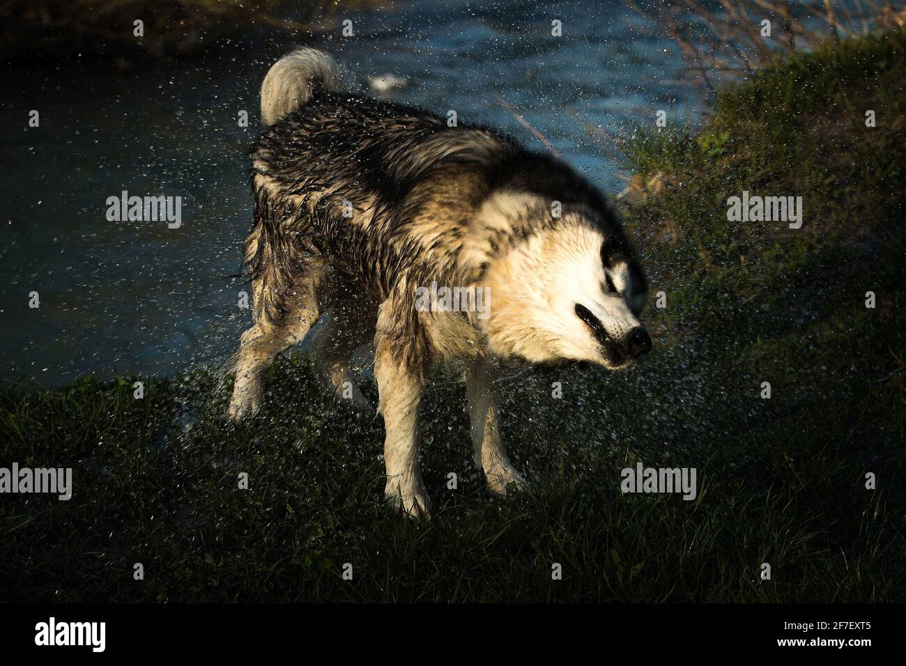 Ein sibirischer Husky schüttelt Wasser aus seinem Fell, und überall um ihn herum fliegen Wassertröpfchen. Stockfoto