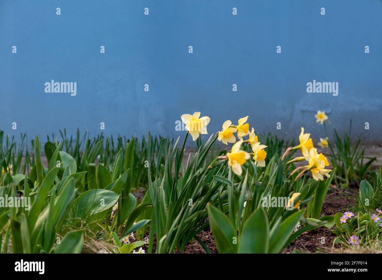 Schöne zarte, einzelne gelbe Blütenblatt Narzissenblume. Nahaufnahme von gelb blühenden Narzissen vor verschwommenem Hintergrund Stockfoto