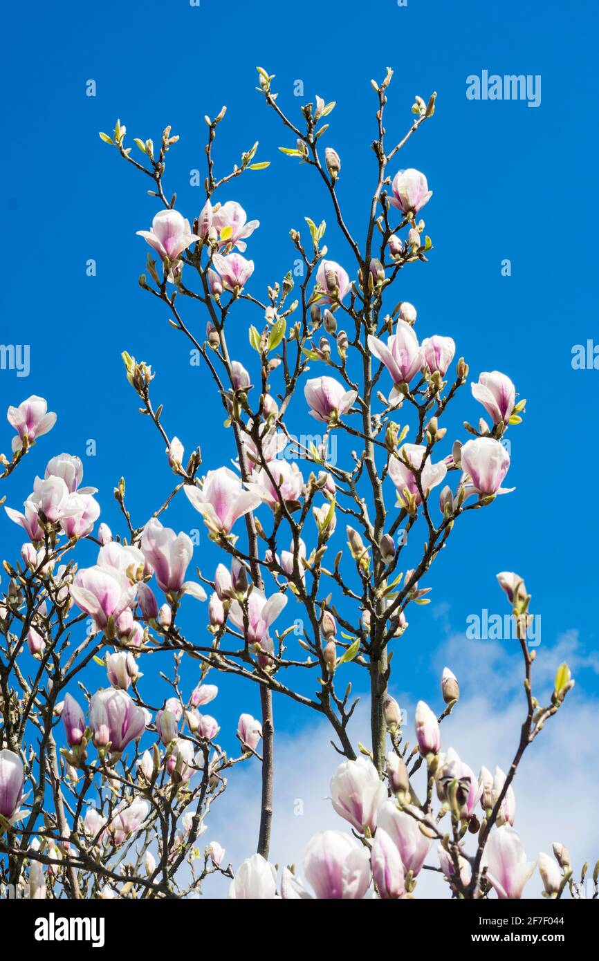 Eine blühende Magnolie am blauen Himmel Stockfoto