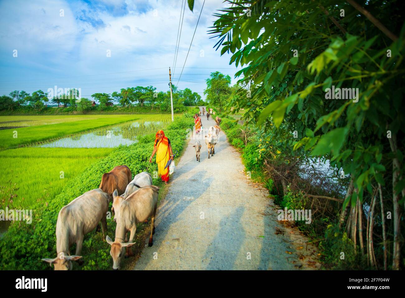 Einige weibliche Hirten, die eine Herde Rinder neben der Straße hüten. Khulna, Bangladesch. Stockfoto