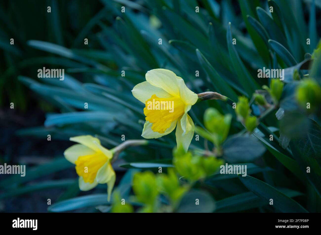 Schöne zarte, einzelne gelbe Blütenblatt Narzissenblume. Nahaufnahme von gelb blühenden Narzissen vor verschwommenem Hintergrund Stockfoto