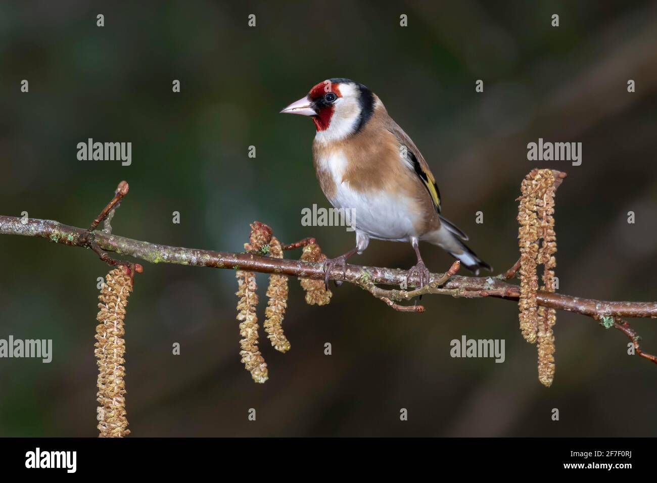 Männlicher Goldfink (Carduelis carduelis), der auf Kätzchen thront, Dorset, Großbritannien Stockfoto