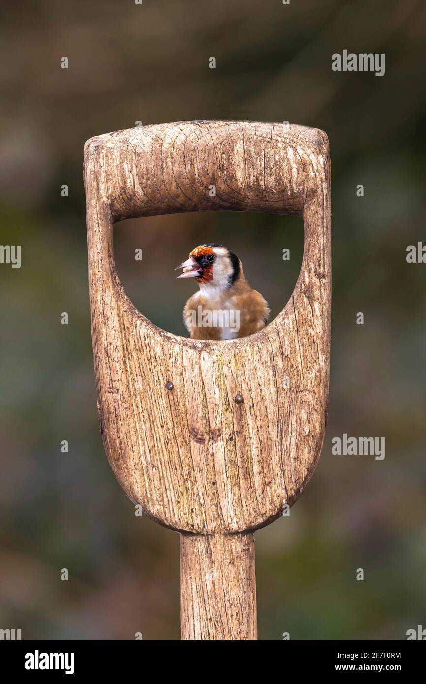 Männlicher Goldfink (Carduelis carduelis) auf einer Gartengabel, Dorset, Großbritannien Stockfoto