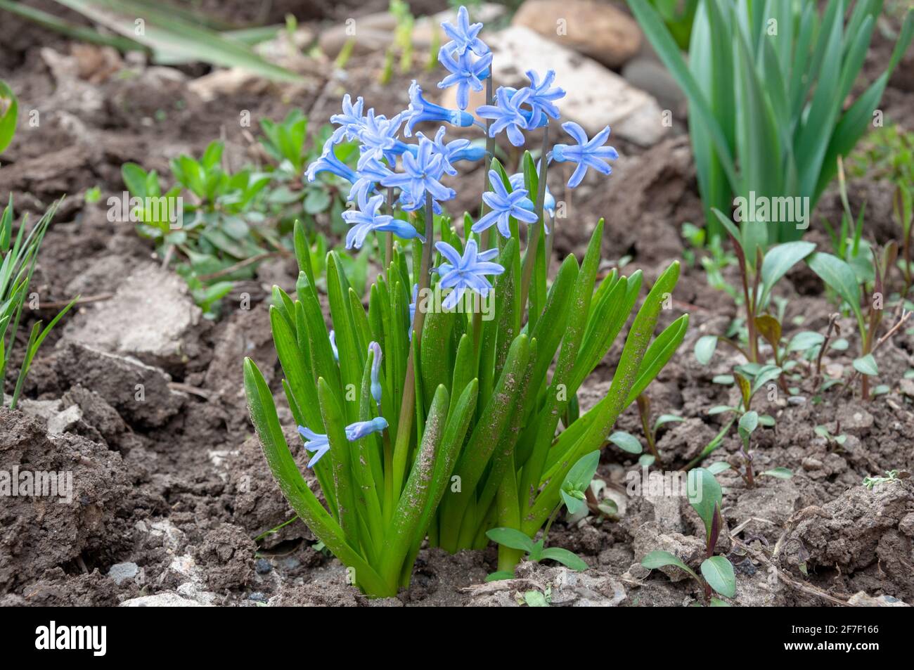 Violette Hyazinthe-Blume. Nahaufnahme der purpurnen blühende Pflanzen im Frühling. Stockfoto