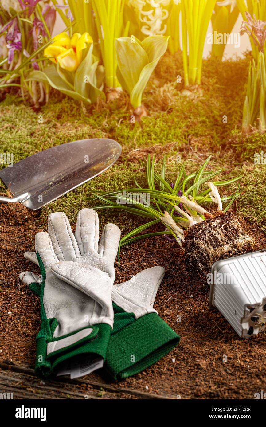 Gartengeräte und Frühlingsblumen. Schöne Gartenblumen bereit zum Pflanzen Stockfoto