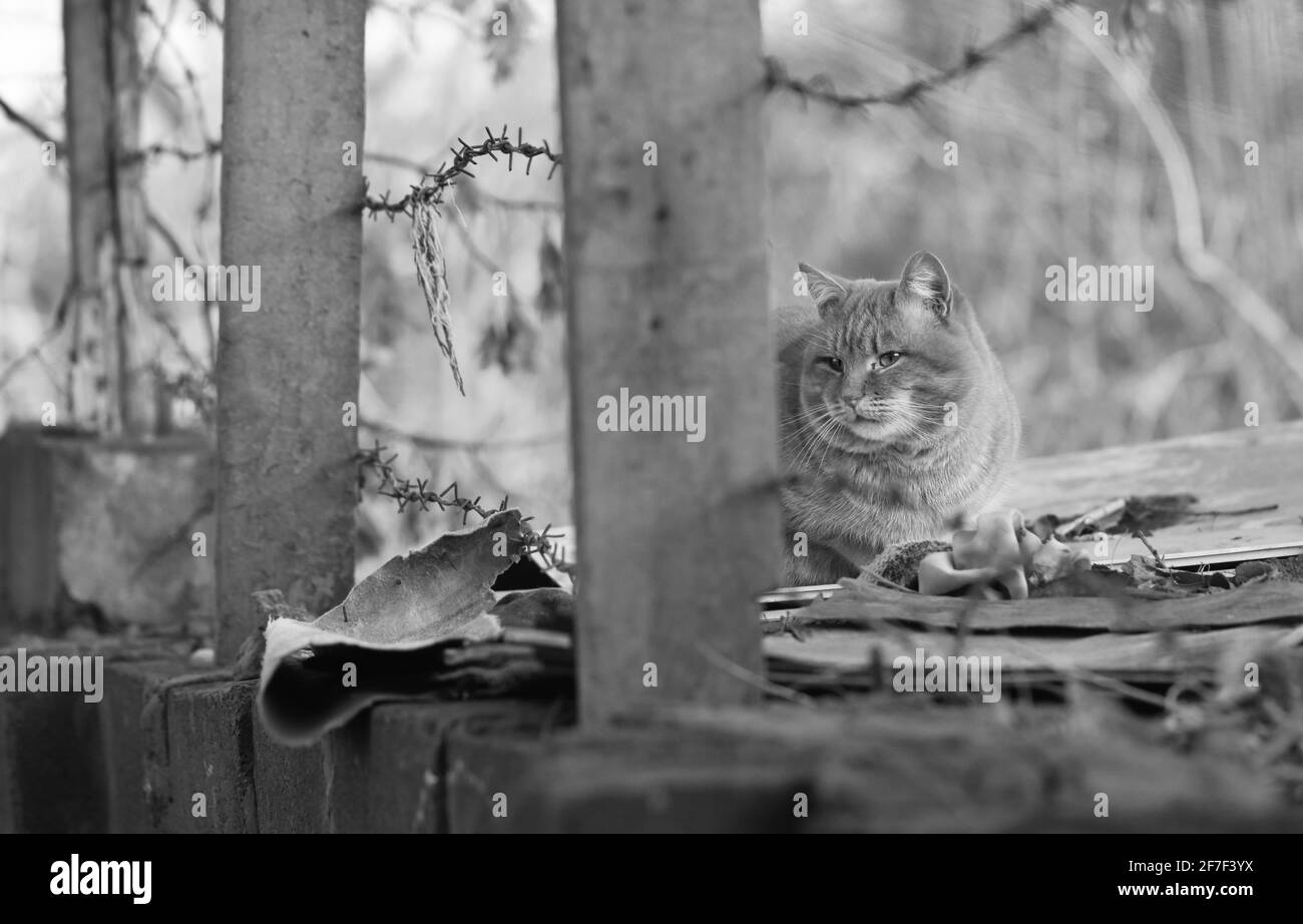 Heimatlose Katze Stockfoto