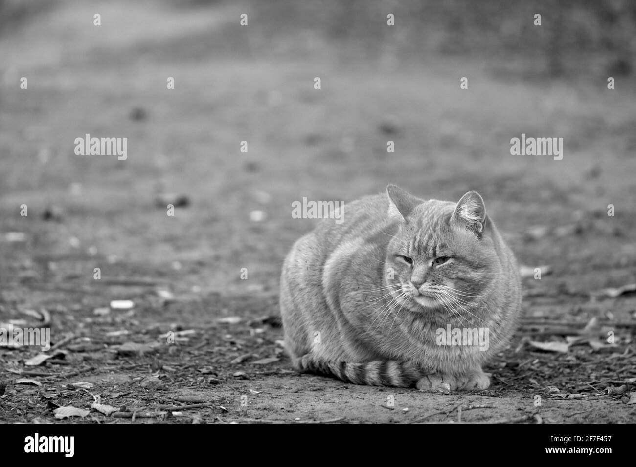 Heimatlose Katze Stockfoto