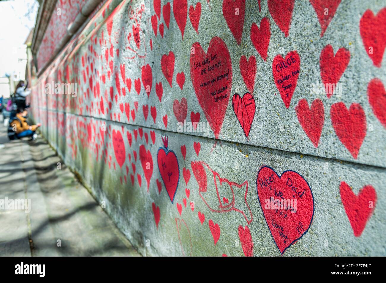 London, Großbritannien. April 2021. Nach einer Woche nähert sich die Mauer ihrer Fertigstellung und erstreckt sich bis zur Lambeth Bridge - der nationalen Covid Memorial Wall vor dem St. Thomas' Hospital auf der southbank. Familie und Freunde von einigen der mehr als hundertfünfundvierzigtausend Menschen, die ihr Leben an Covid-19 verloren haben, ziehen mit der Hand Herzen an eine Wand gegenüber dem Parlament in London. Jedes Herz repräsentiert jemanden, der geliebt wurde. Dieses temporäre Mahnmal wurde von den Covid-19 Hinterbliebenen Familien der Gerechtigkeit organisiert. Kredit: Guy Bell/Alamy Live Nachrichten Stockfoto