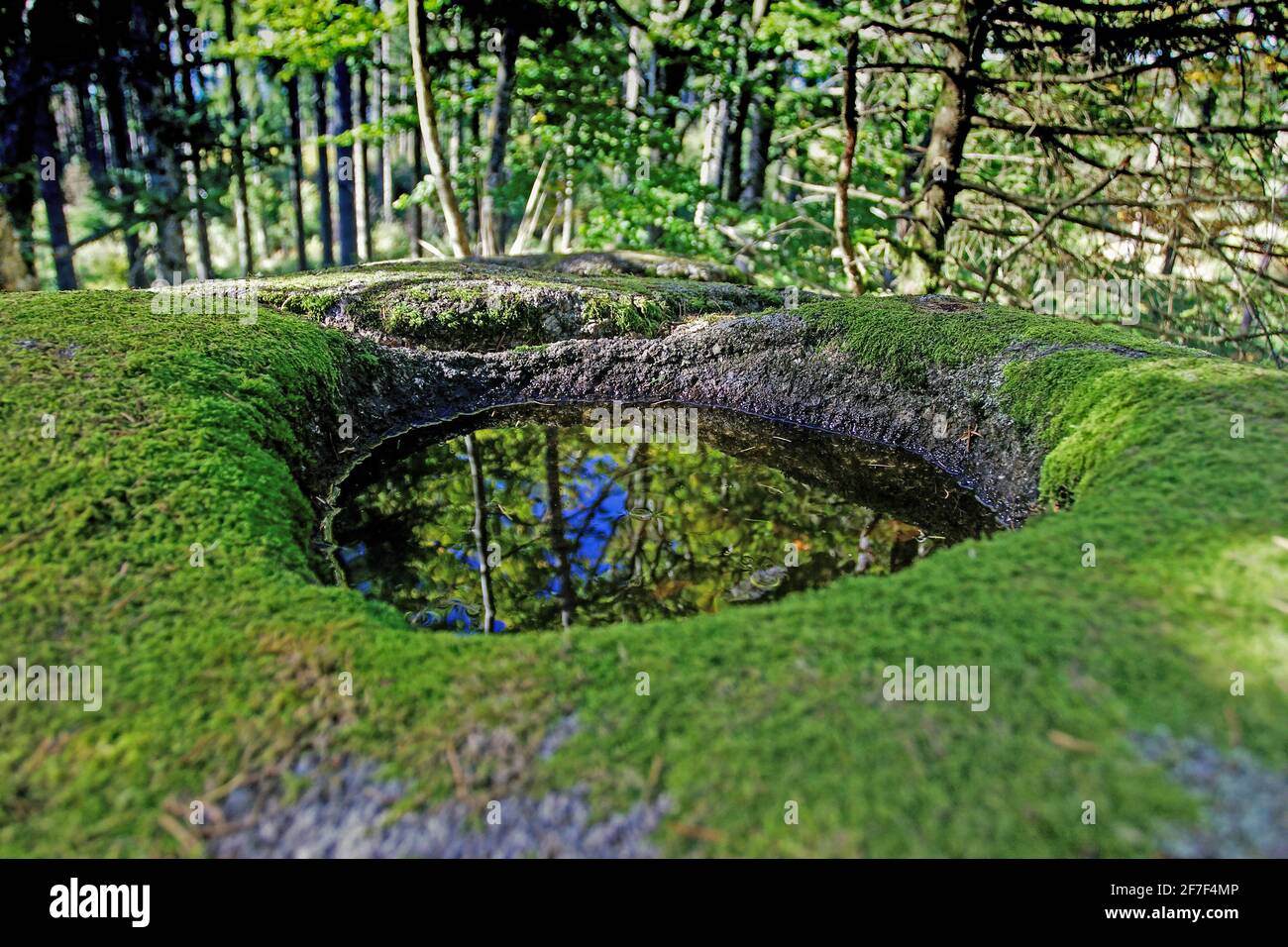 Keltischer Opferstein mit einer Abtropfschale für Blut und einem in den Stein gemeißelten Drainagekanal bei Elzach im Schwarzwald, Deutschland, Europa Stockfoto