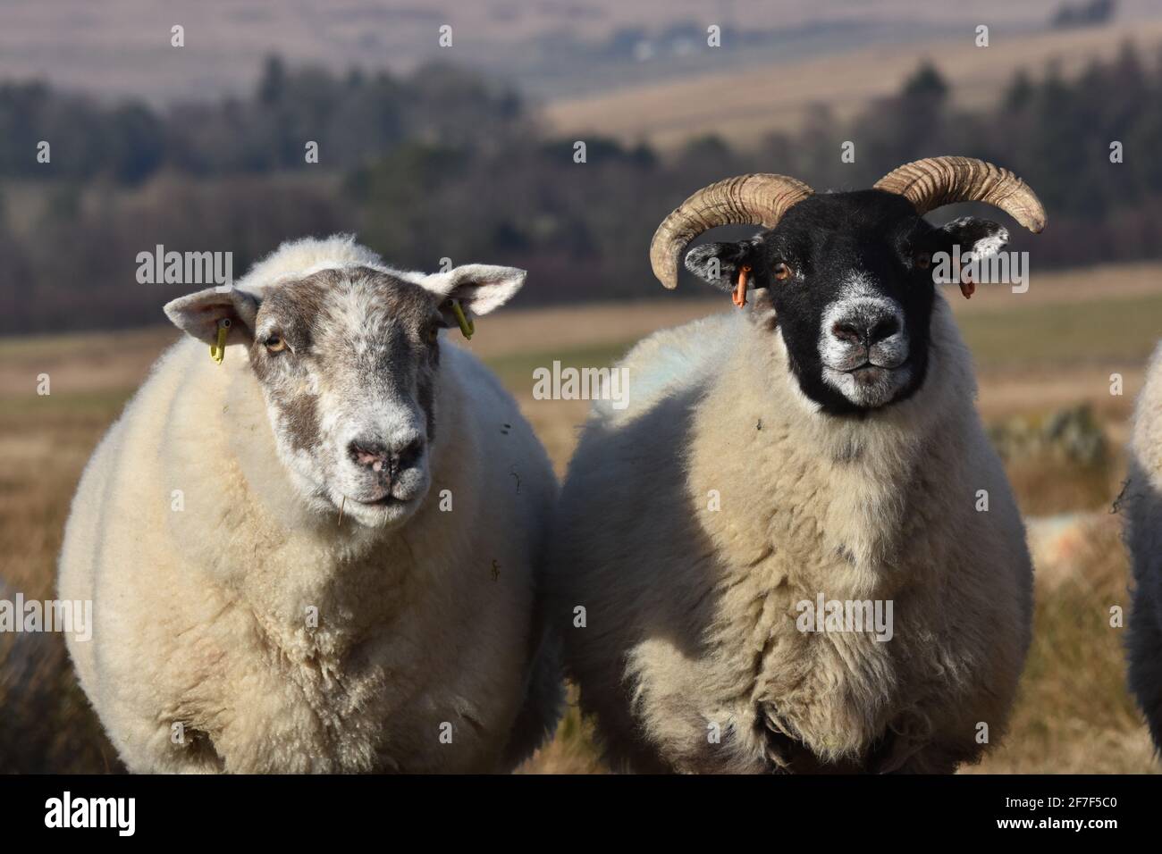 Cross Mutterschafe, Marbrack Farm, Castle Douglas, Schottland Stockfoto