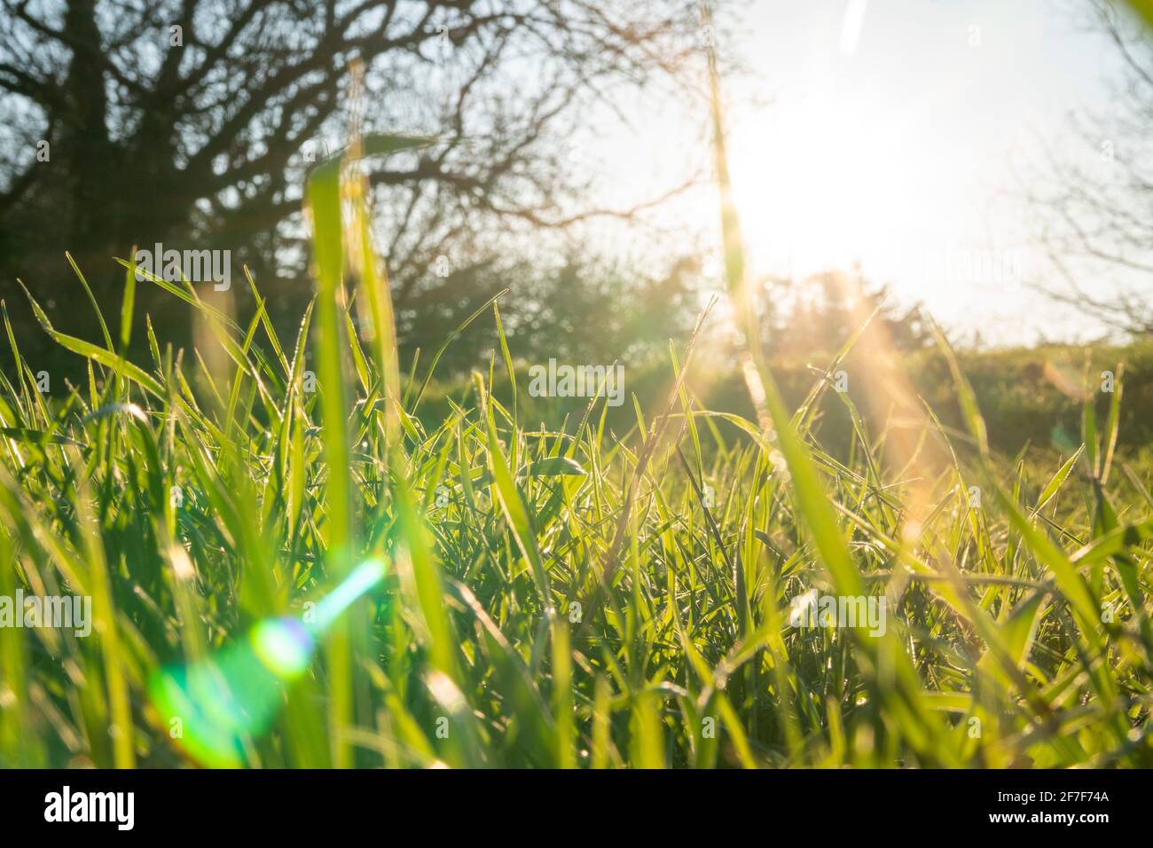 Frühlings- und Wachstumskonzept: Seitenansicht und Nahaufnahme auf grünem Gras an einem sonnigen Tag. Sonnenstrahl, der durch die Blätter scheint. Wachstum der Wirtschaft. Tageslicht. Stockfoto