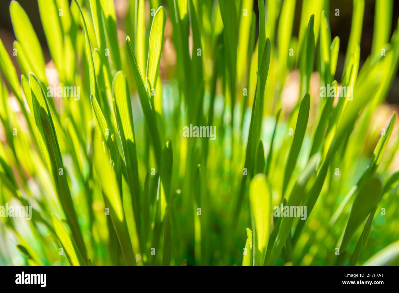 Frühlings- und Wachstumskonzept: Nahaufnahme auf üppig grünem Gras, das als Katzenfutter verwendet wird. Osterdekoration. Wachstum der Wirtschaft. Tageslicht. Natürlicher Hintergrund Stockfoto