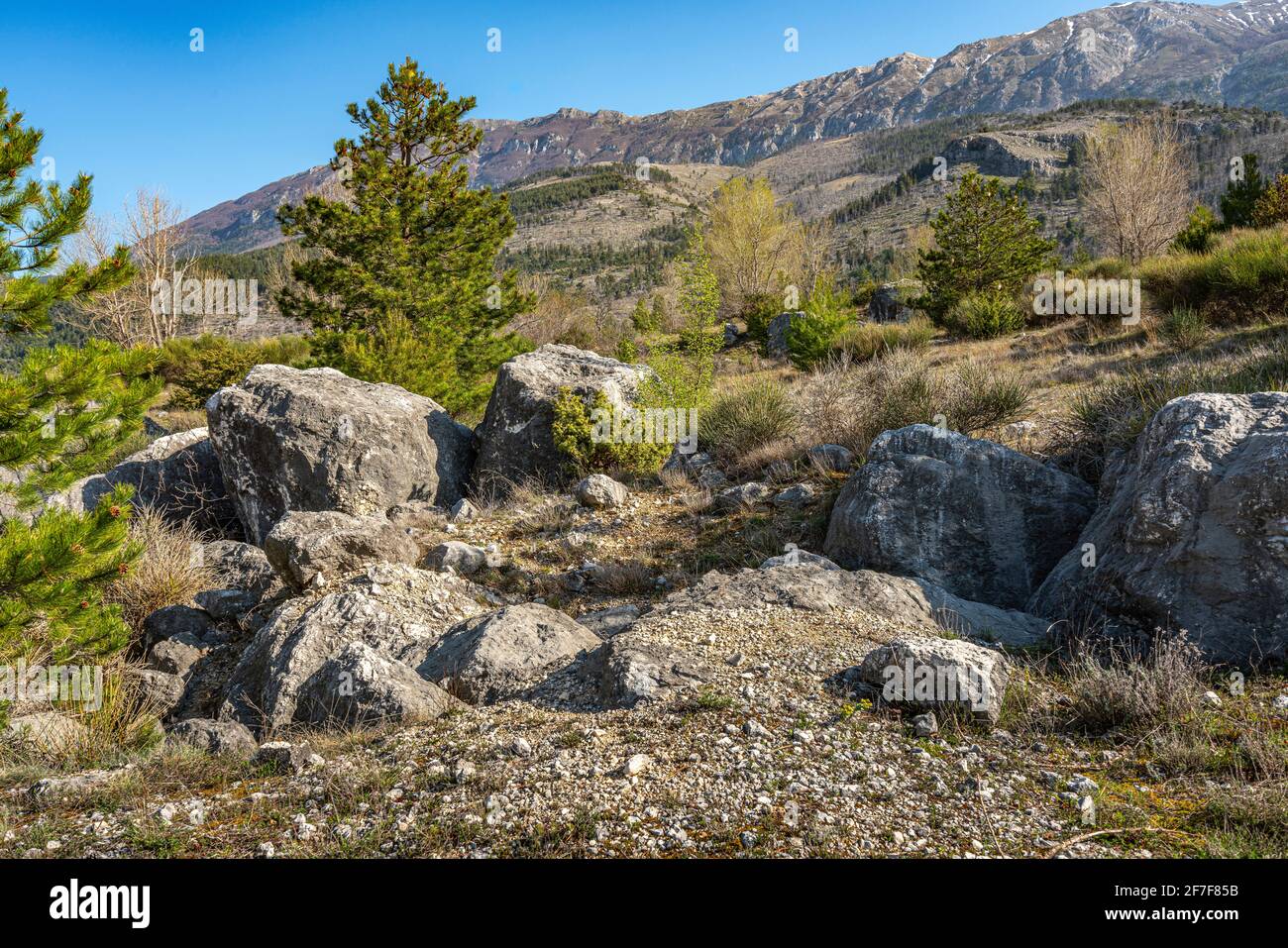 Bergpanorama mit schwarzen Kiefern, Büschen und Felsbrocken im Vordergrund. Nationalpark Maiella, Abruzzen, Italien, Europa Stockfoto