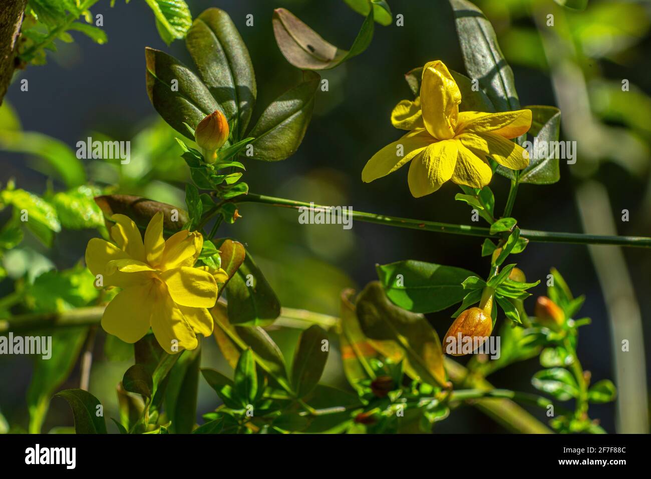 Blüten und Knospen der Jasminpflanze Jasminum mesnyi Hance, die von einer Frühlingssonne beleuchtet wird. Abruzzen, Italien, Europa Stockfoto