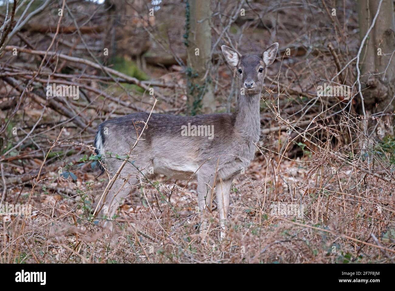 Damhirsch im Wald von Dean UK Stockfoto