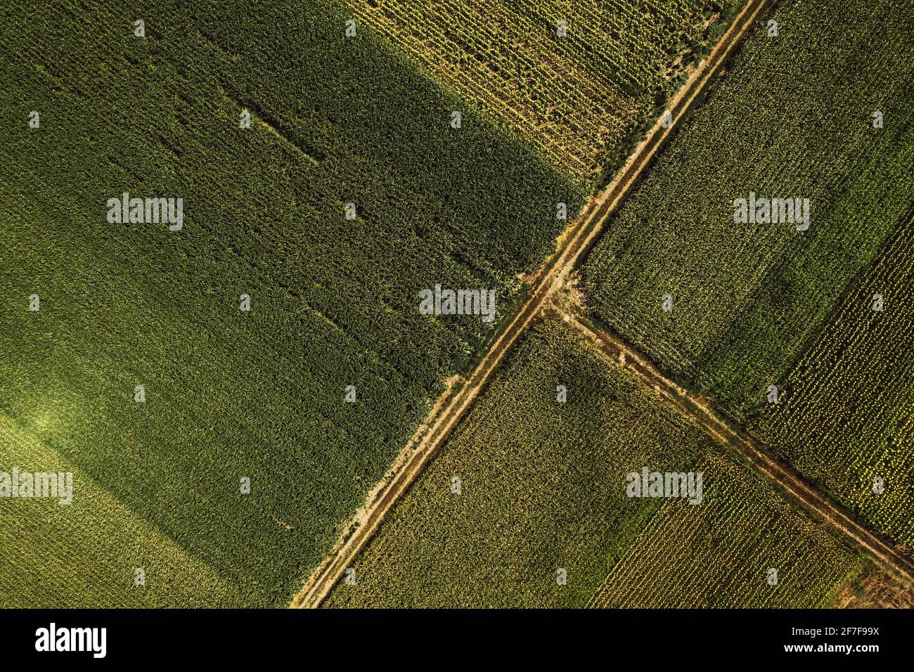 Von oben nach unten Luftaufnahme der unbefestigten Straße durch kultivierte Felder Von Drohne pov Stockfoto