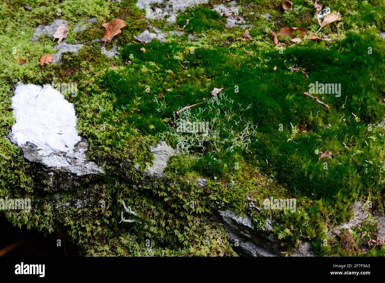 Moos und Flechten bedeckten Felsbrocken auf einem alten Waldboden Ty Canol Woods Coed Ty Canol Nature Reserve Newport Pembrokeshire Wales, Großbritannien Stockfoto