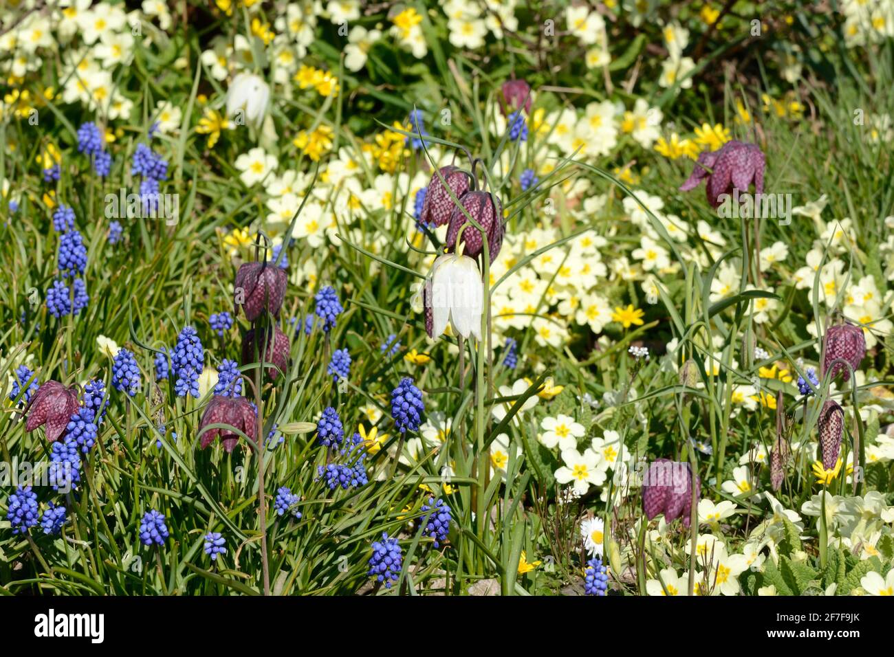 Eine Mischung aus Frühlingsblumen, die in freier Wildbahn wächst Garten Stockfoto