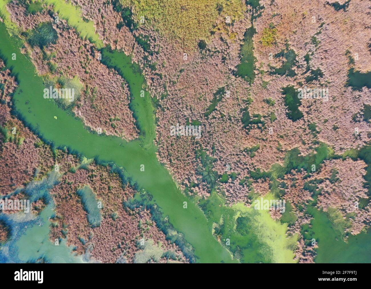 Kleines, enges Flussbett zwischen dem Sumpf auf dem Feld. Ukrainische Landschaft. Eine Drohnenaufnahme eines Flusses mit klarem Wasser ist mit wilden Pflanzen überwuchert. Stockfoto