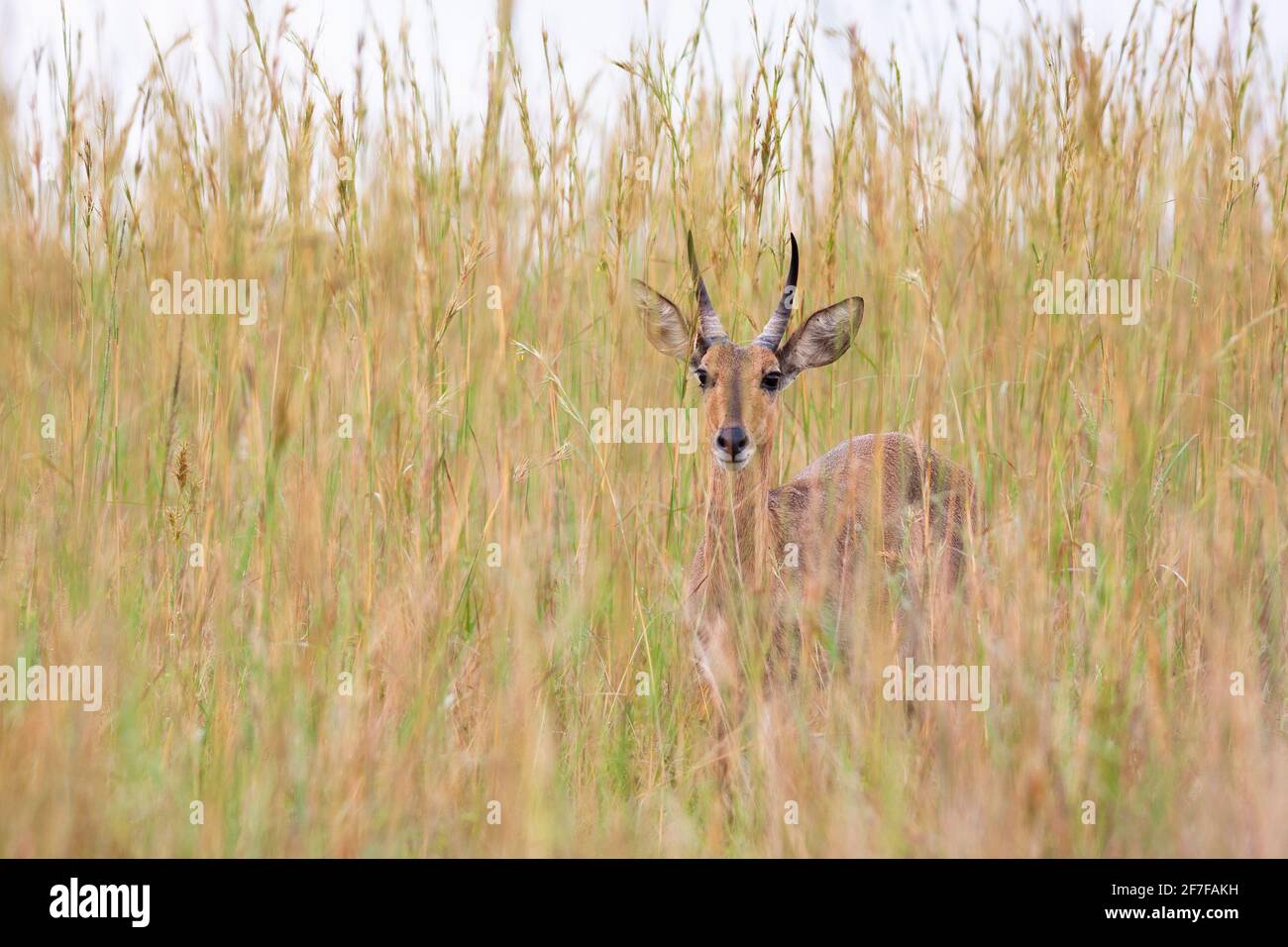 Reedbuck (Redunca arundinum), Ithala-Wildreservat, KwaZulu-Natal, Südafrika Stockfoto