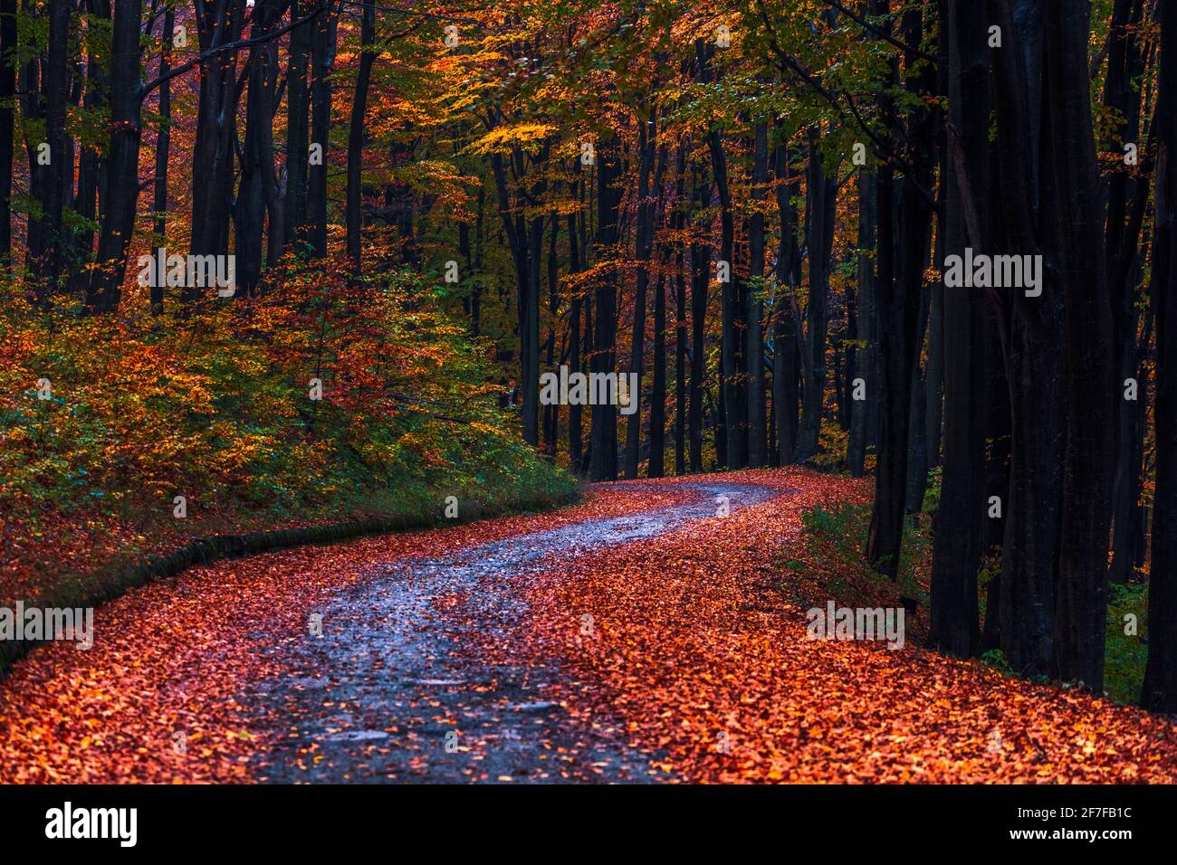 Nasse Straße mit Herbstblättern in einem Wald bedeckt Stockfoto