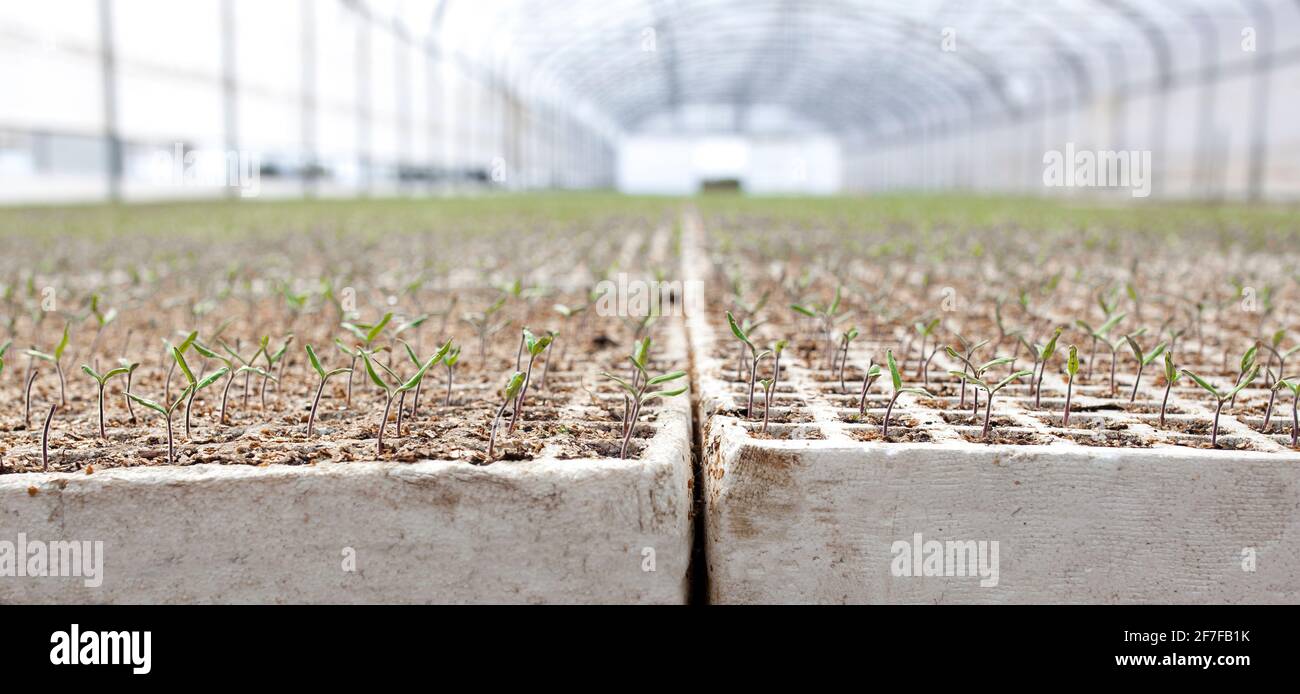 Kleine Triebe von Tomatenpflanzen im Gewächshaus. Nahaufnahme Stockfoto