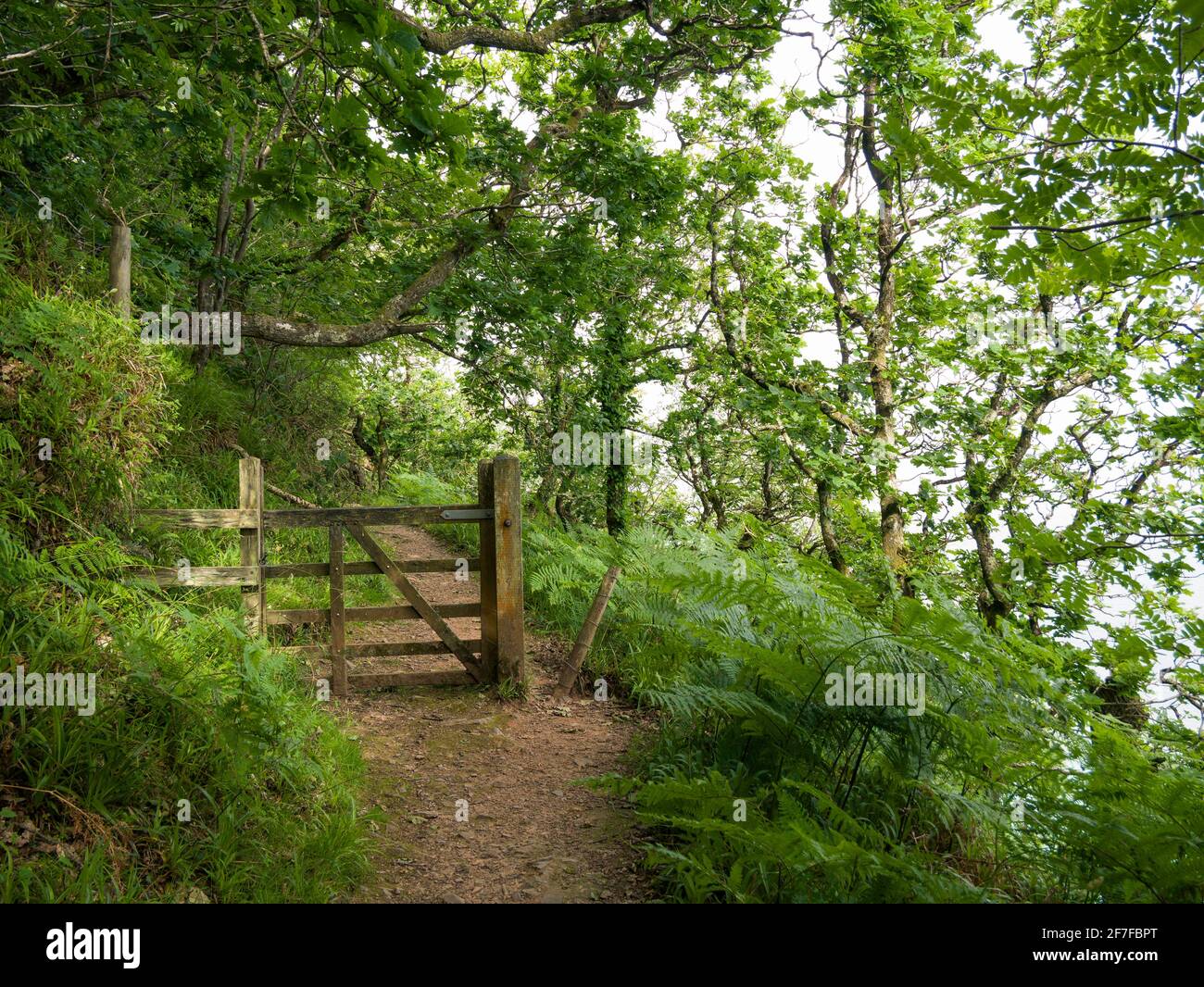 Der South West Coast Path durch die West Woodybay Woods zwischen Woody Bay und Heddon’s Mouth im Exmoor National Park, North Devon, England. Stockfoto