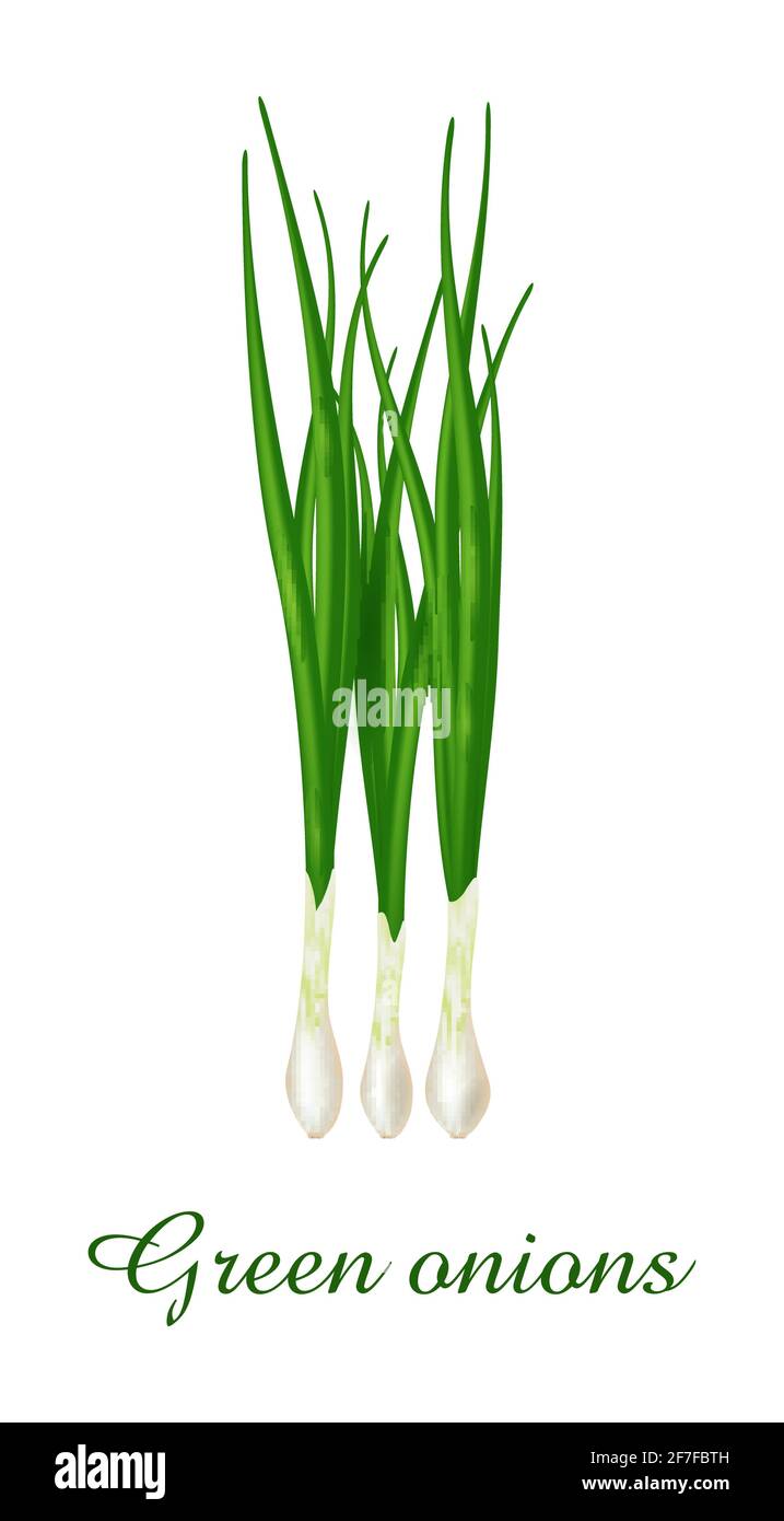Grüne Zwiebelpflanze, Nahrung grüne Gräser Kräuter und Pflanzen Sammlung, realistische Vektor-Illustration Stock Vektor