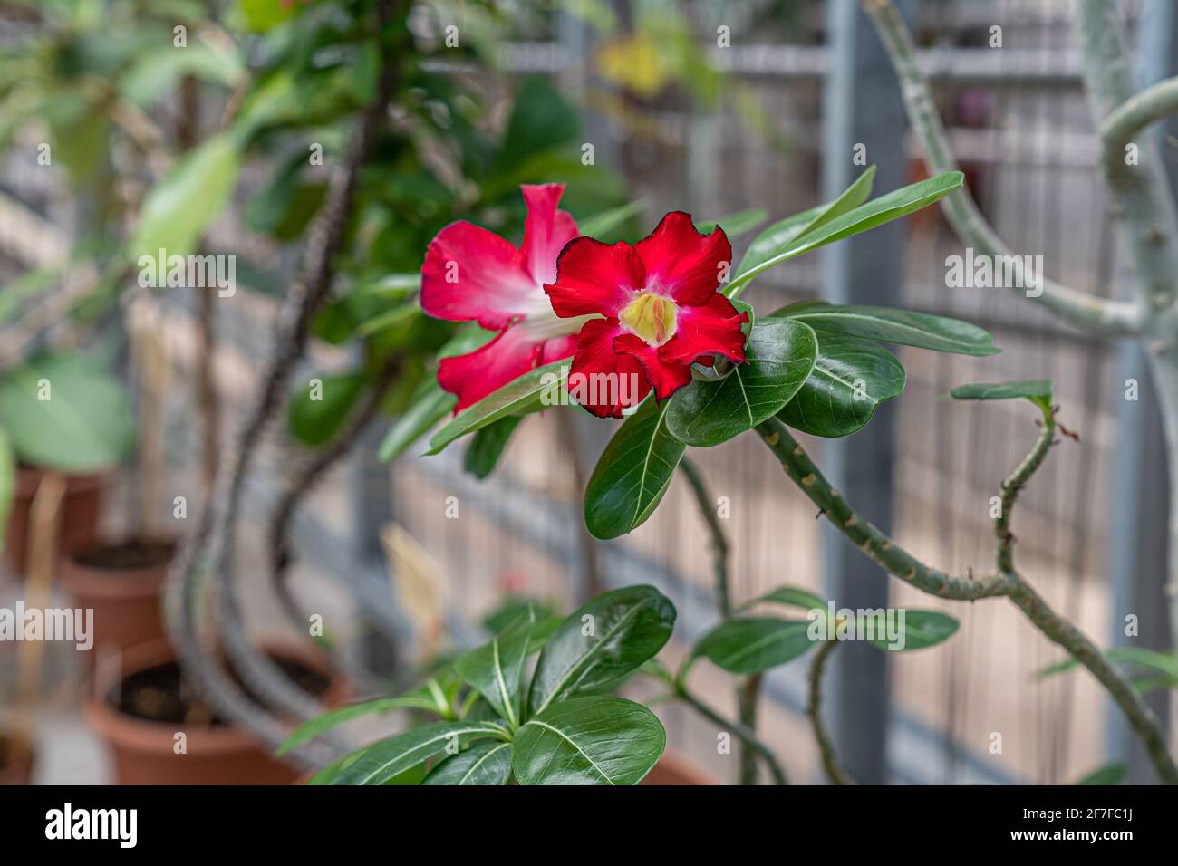 Wüstenrosenbaum mit fred Blumen und Blättern im botanischen Garten. Stockfoto