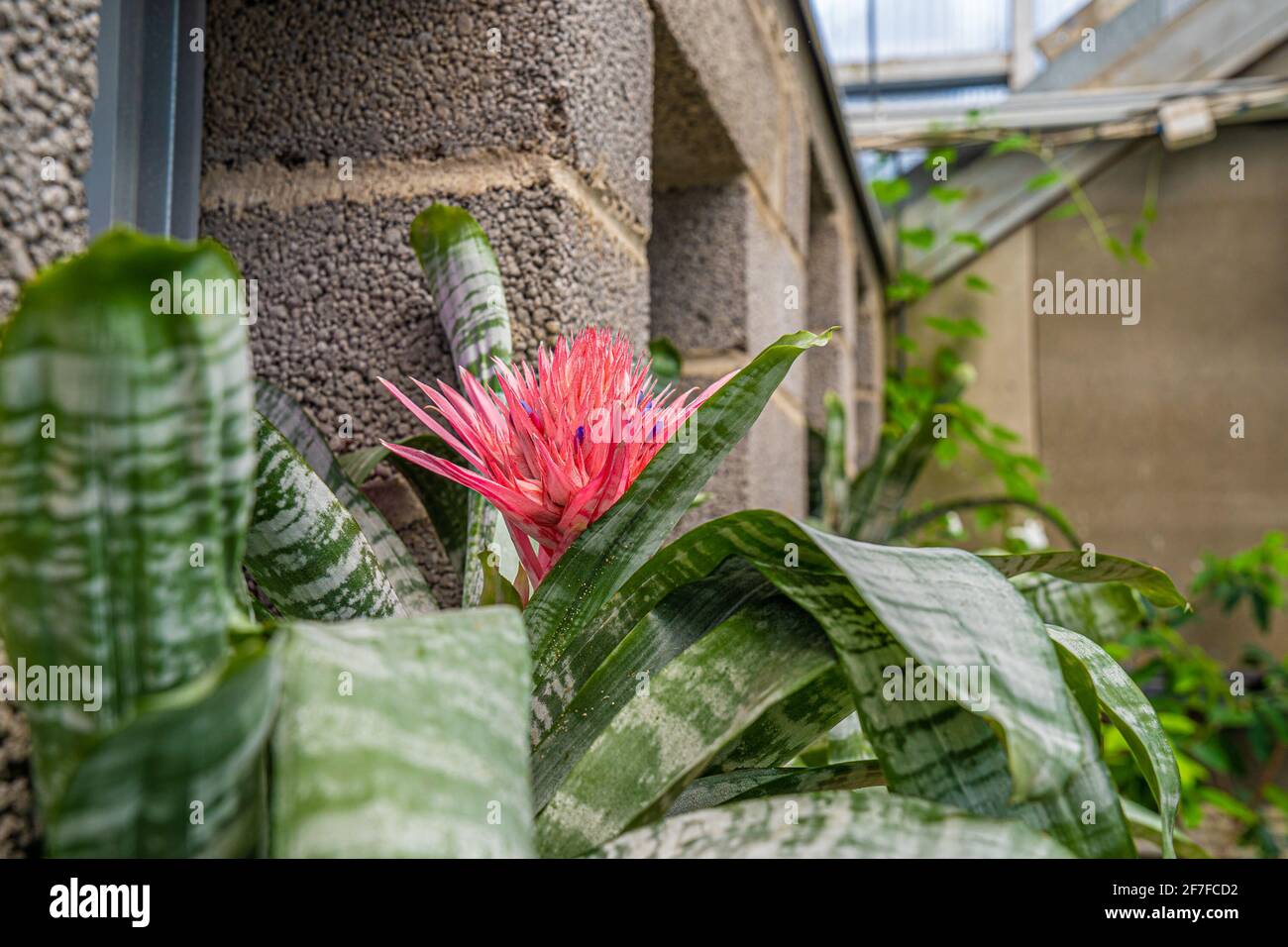 Blühende Bromeliaceae Urnenpflanze, schöne volle Blüte Stockfoto
