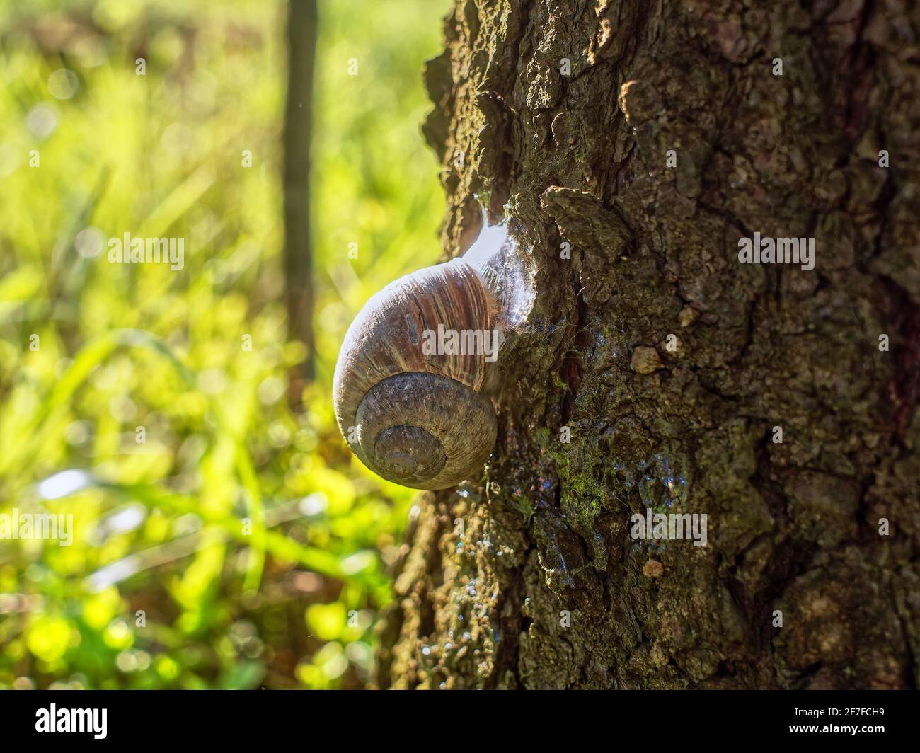 Große Schnecke kriecht über Baum, Frühling Stockfoto