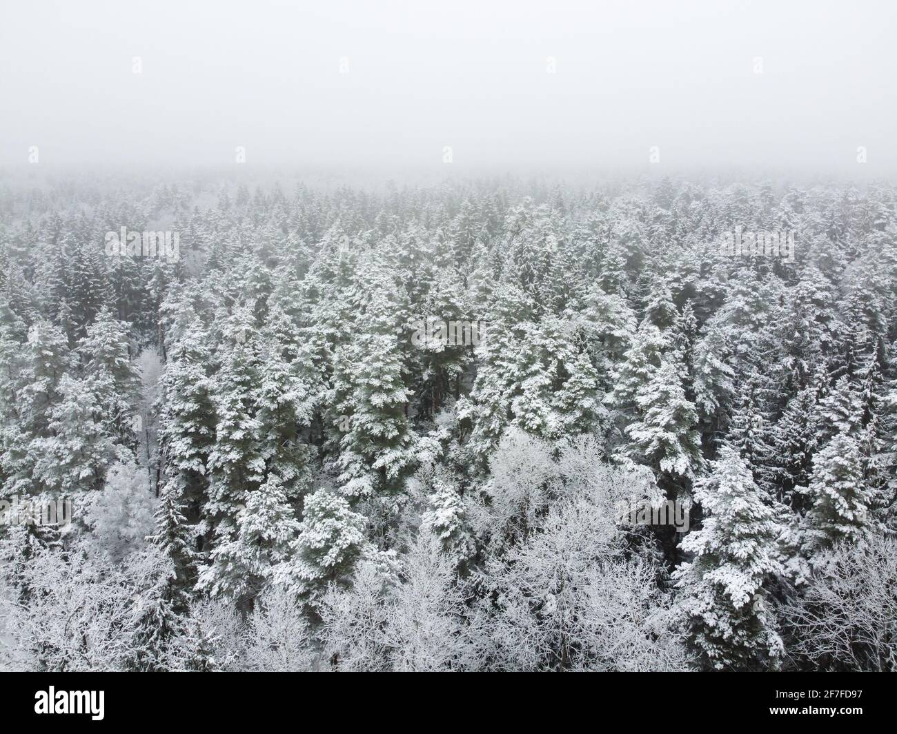 Winterwald mit verschneiten Bäumen, Luftaufnahme. Winter Natur, Luftlandschaft, Bäume bedeckt weißen Schnee Stockfoto