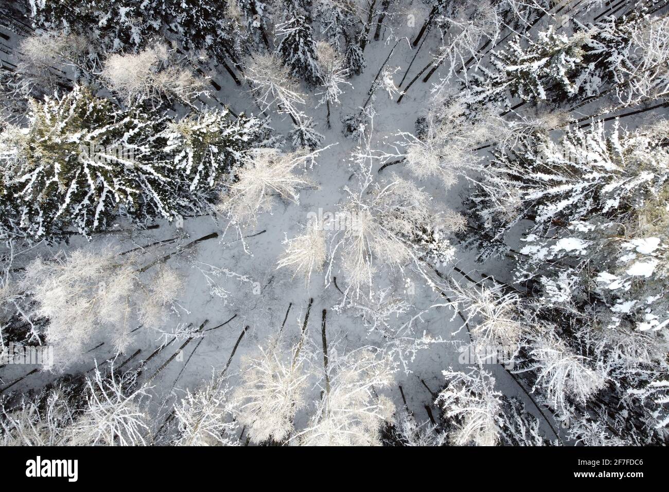 Luftaufnahme der Winternatur. Bäume bedeckten Raureif. Winterwaldlandschaft mit verschneiten Bäumen, Draufsicht Stockfoto