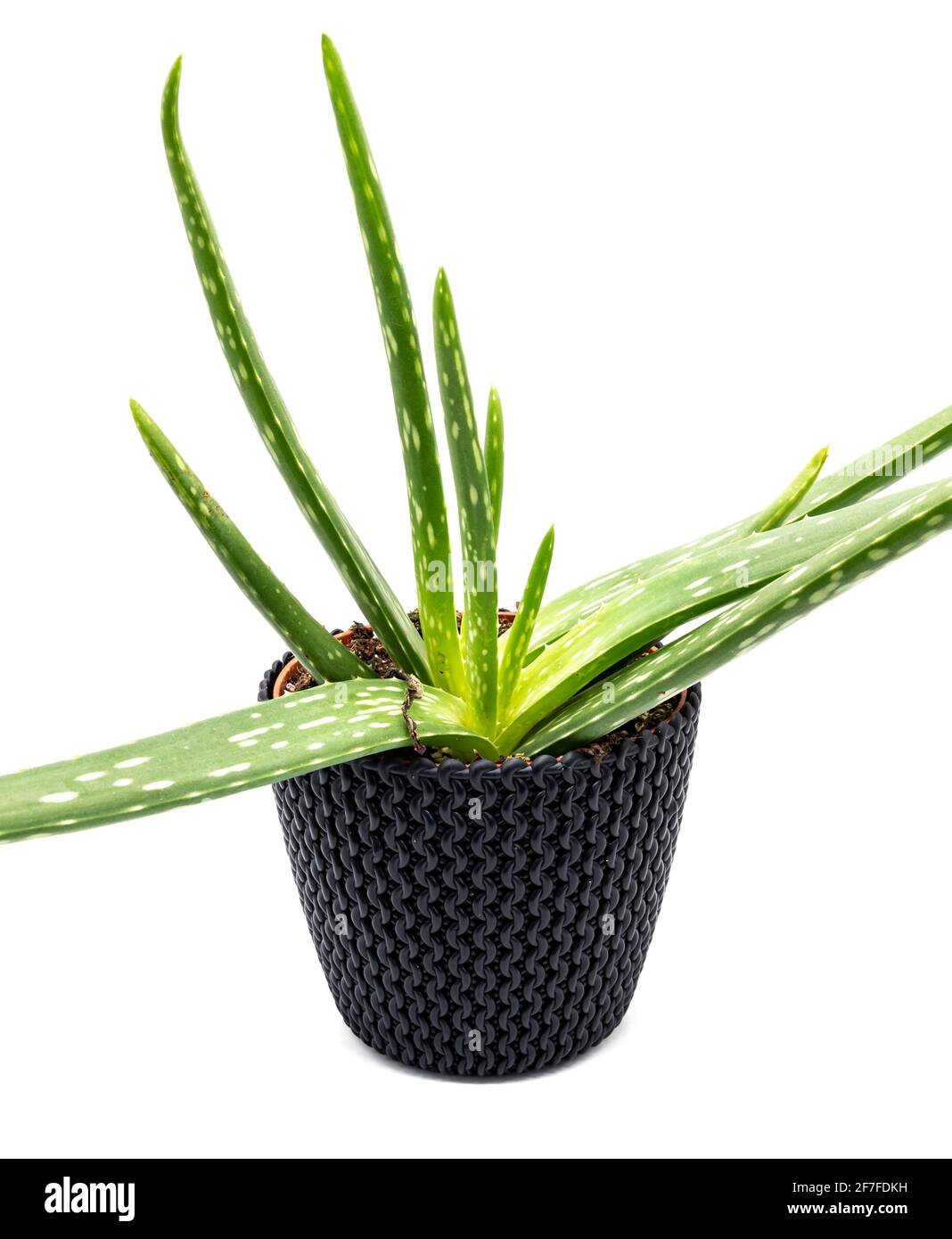 Echte Aloe-Pflanze isoliert auf weißem Hintergrund Stockfoto