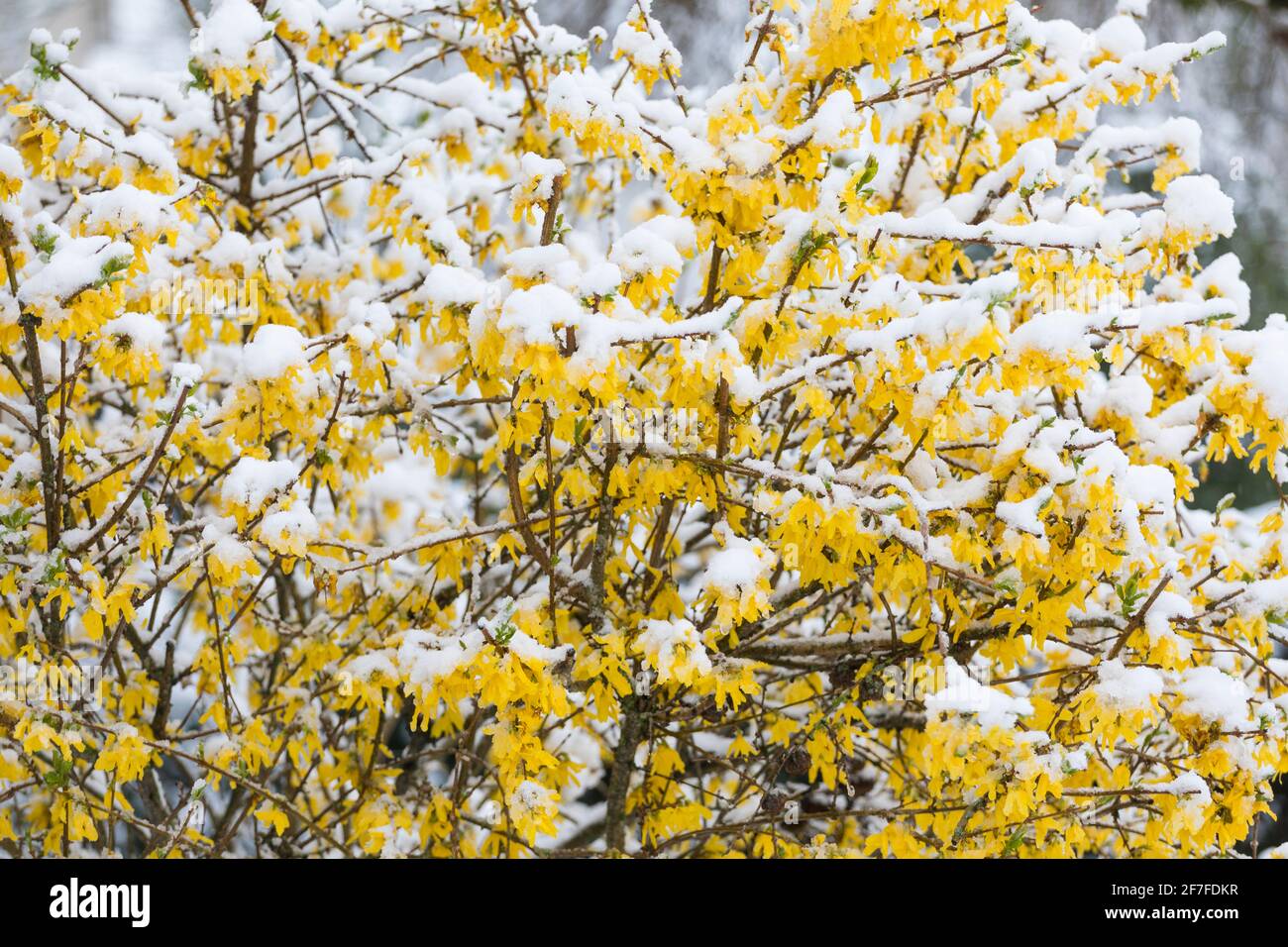 Schnee bedeckt eine blühende Pflanze im april, Niederlande Stockfoto