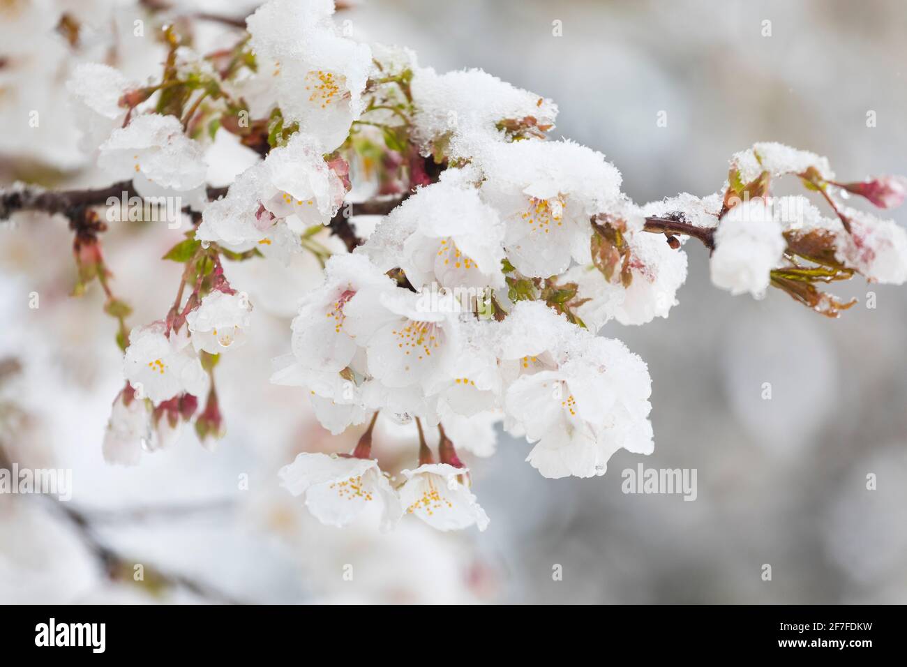 Schnee am blühenden Obstbaum, april in den Niederlanden Stockfoto