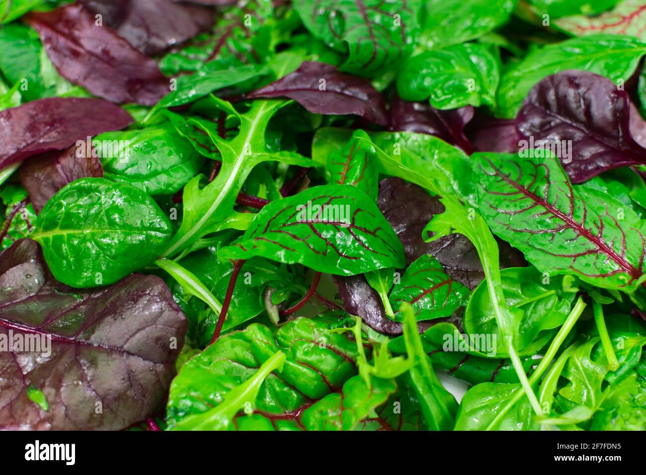 Salatmischung Blätter Hintergrund. Frisches Salatmuster mit Rucola, violettem Salat, Spinat, Frisee und Mangold Stockfoto