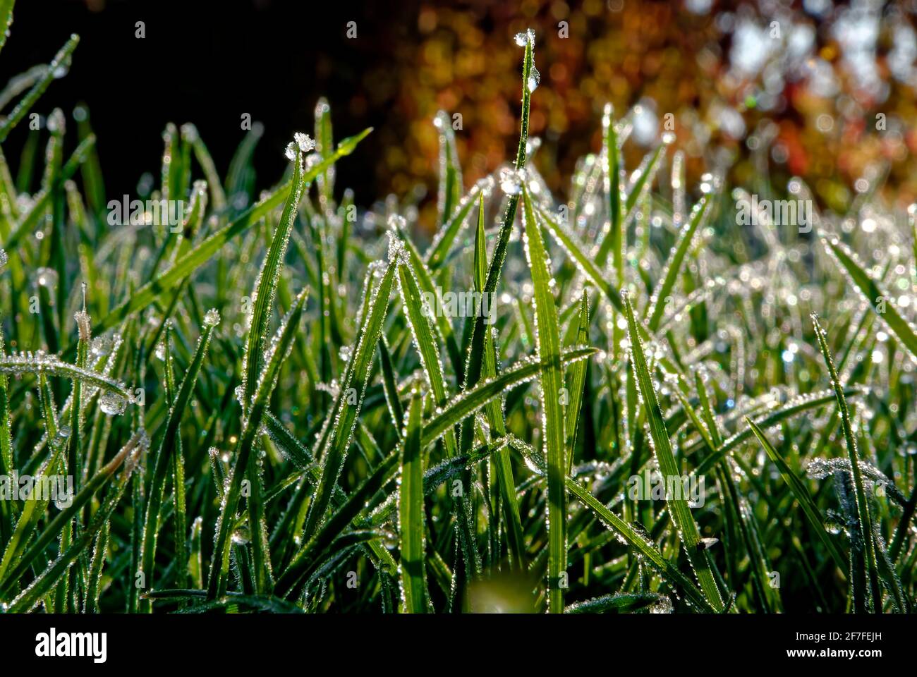 Der Rasen im Frost. Gras nach einer frostigen Nacht. Stockfoto
