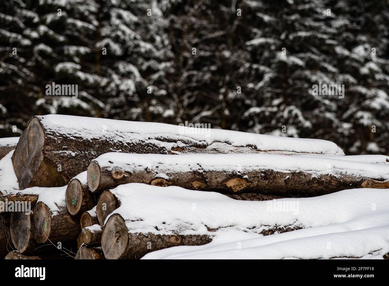 Bad Harzburg, Deutschland. April 2021. Mit Schnee bedeckte Baumstämme liegen vor Fichten im Nationalpark Harz. Quelle: Swen Pförtner/dpa/Alamy Live News Stockfoto