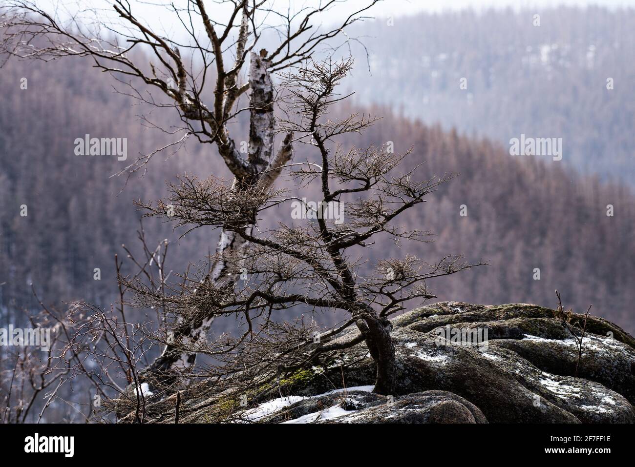 Bad Harzburg, Deutschland. April 2021. Zwei Bäume wachsen auf der Rabenklippe vor Fichten des Eckertals im Nationalpark Harz. Quelle: Swen Pförtner/dpa/Alamy Live News Stockfoto