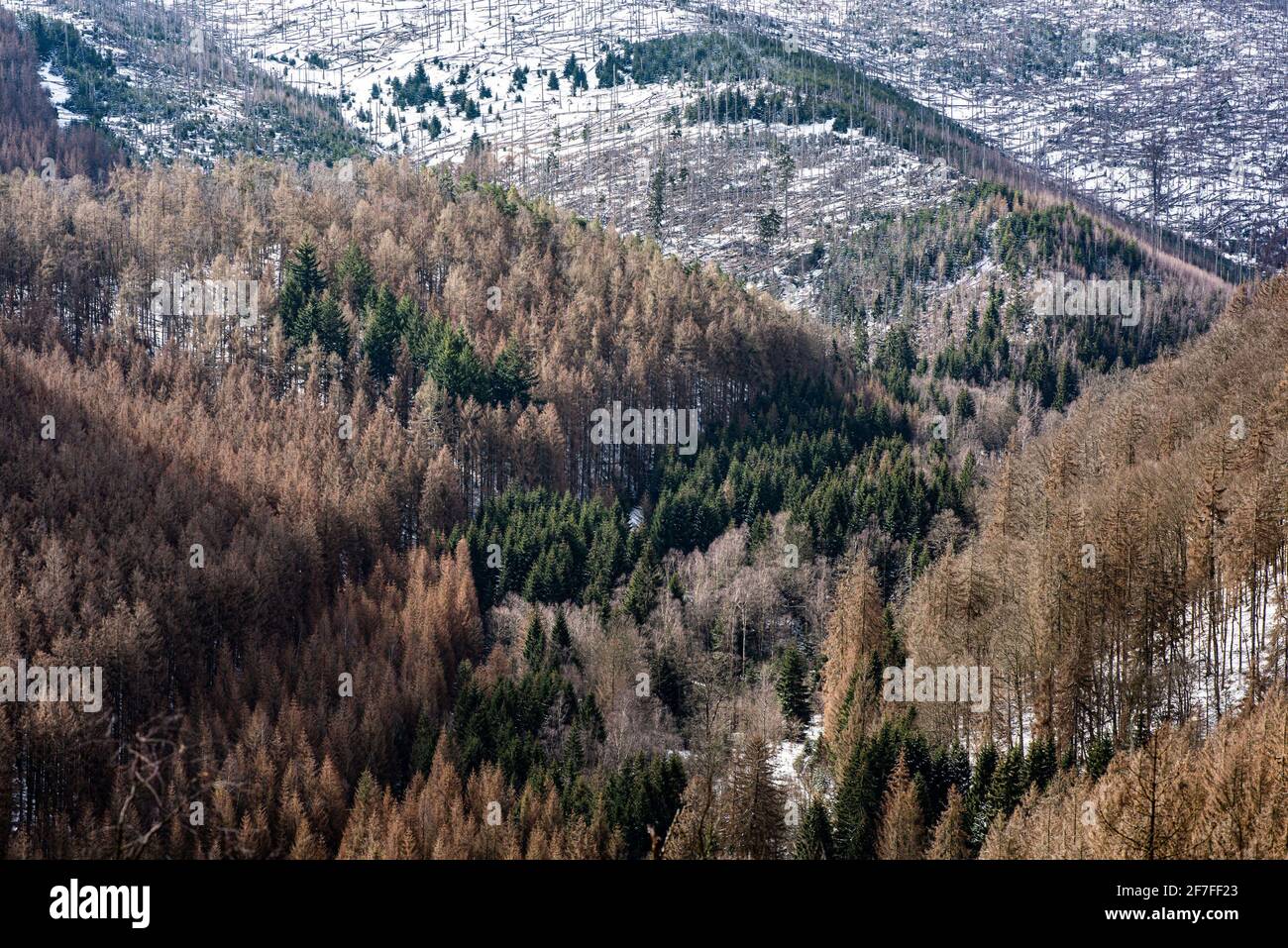 Bad Harzburg, Deutschland. April 2021. Blick von der Rabenklippe in den Fichtenwald des Eckertals im Nationalpark Harz. Quelle: Swen Pförtner/dpa/Alamy Live News Stockfoto