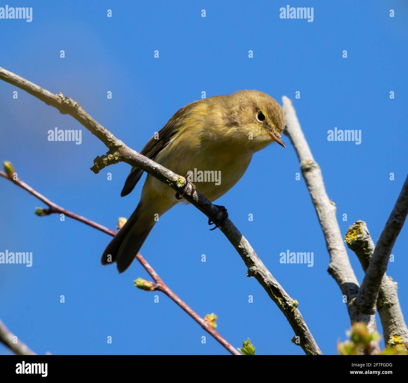 Chiffchaff war im Frühjahr früh in Großbritannien zu finden Stockfoto