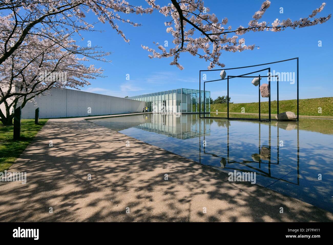 Kirschblüten auf dem Gelände der Langen Stiftung mit Das Ausstellungsgebäude wurde vom Architekten Tadao Ando und einem Skulptur des polnischen Künstlers Stockfoto