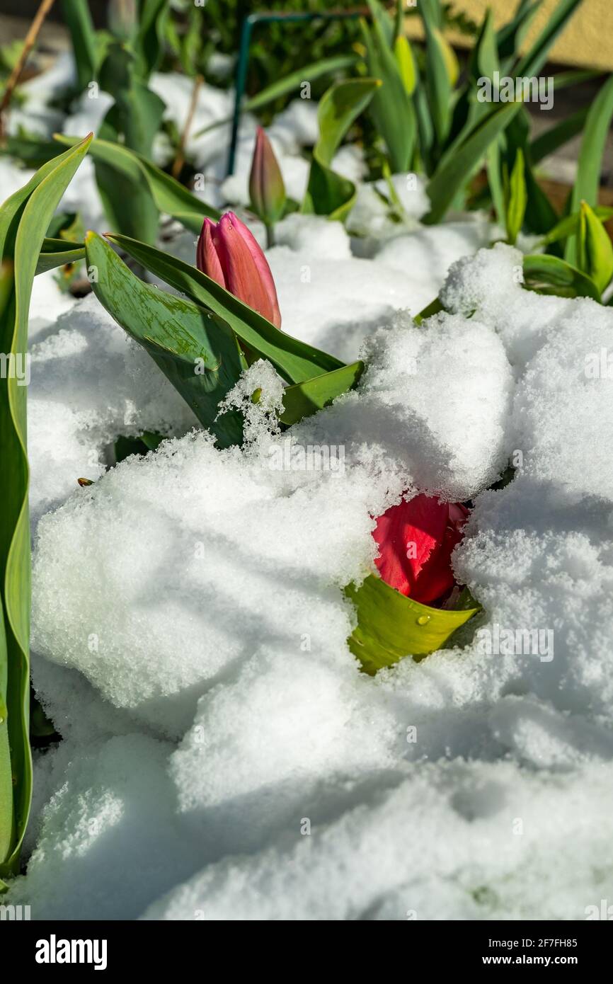 Rote Tulpen wurden im Frühling noch eingestneit. Schnee auf roten Tulpen im Frühling. Der schöne Garten mit Blumen bedeckt mit Schnee an ostern Stockfoto