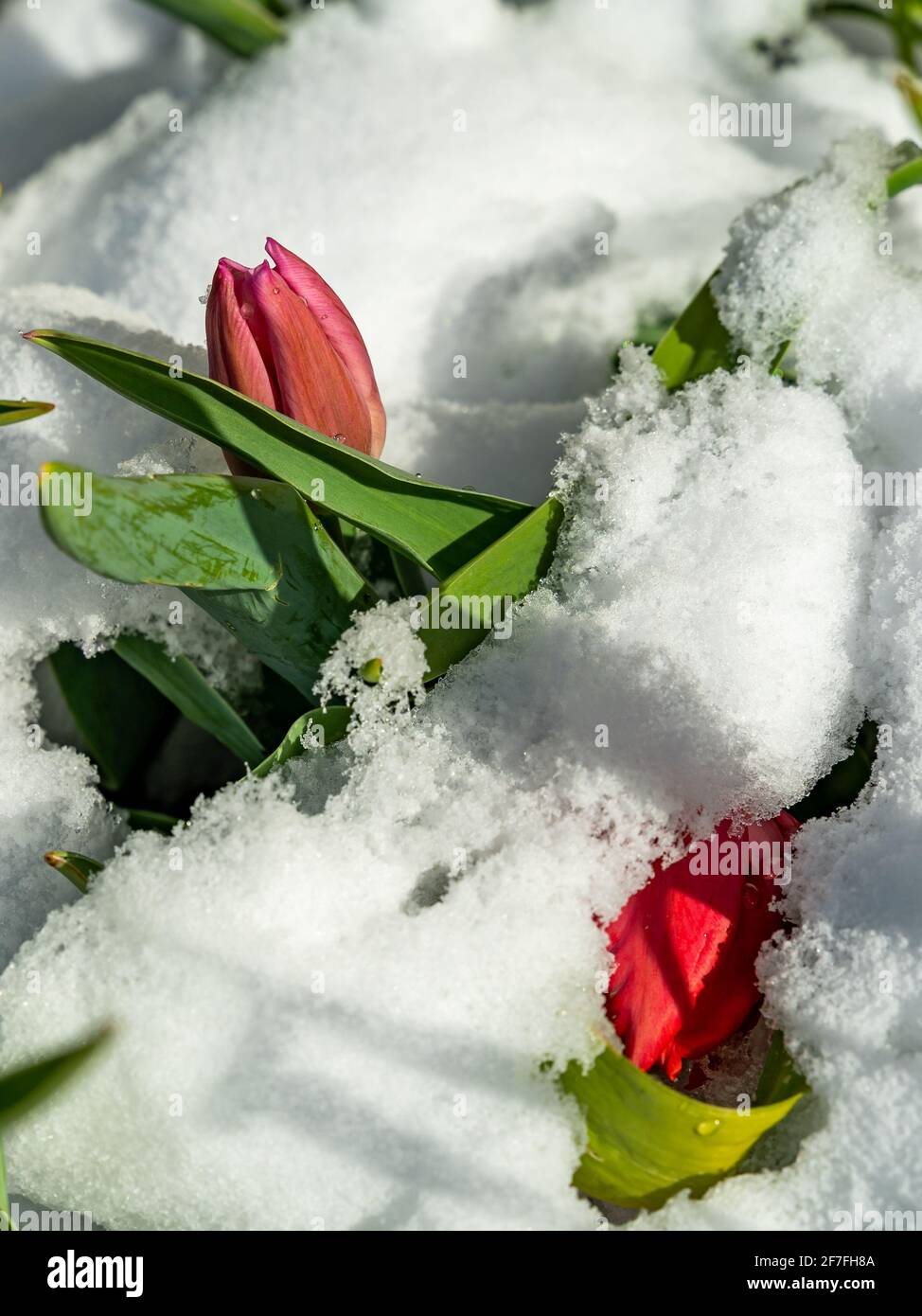 Rote Tulpen wurden im Frühling noch eingestneit. Schnee auf roten Tulpen im Frühling. Der schöne Garten mit Blumen bedeckt mit Schnee an ostern Stockfoto